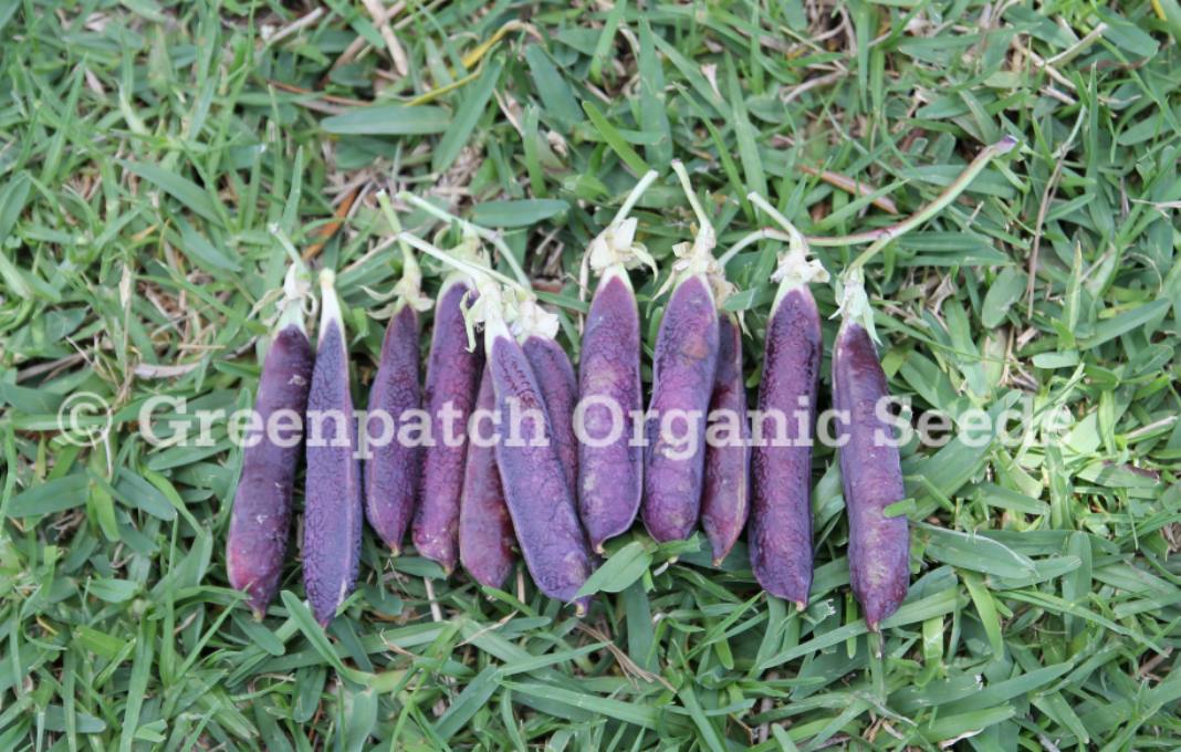 Pea - Purple Podded