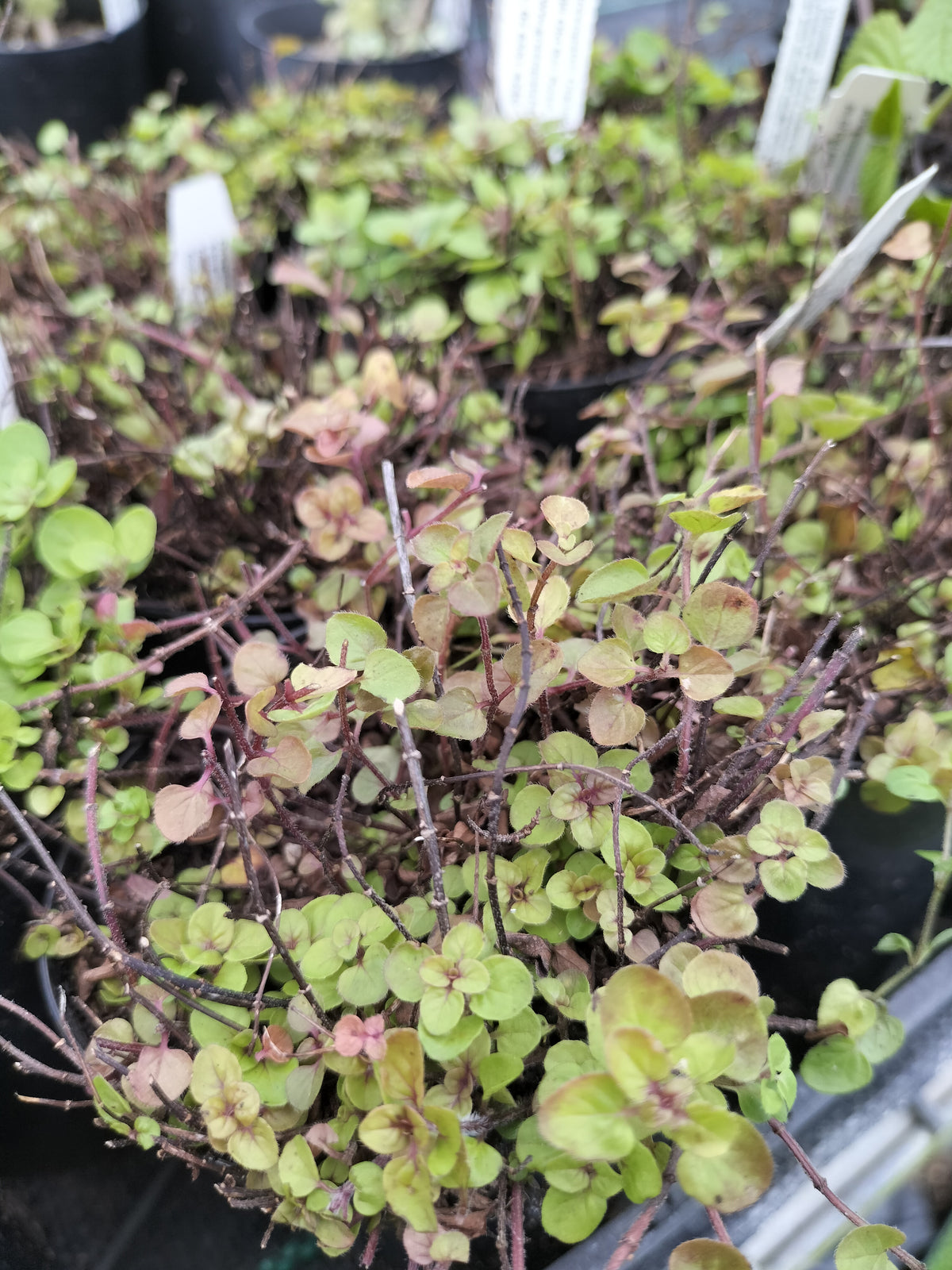 Oregano Thimbles Plant