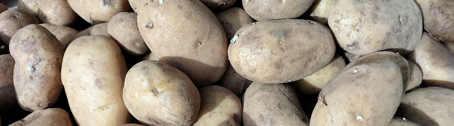 Greenpatch Seed Potatoes
