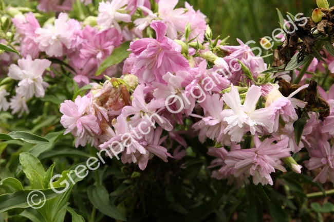 Soapwort Plant