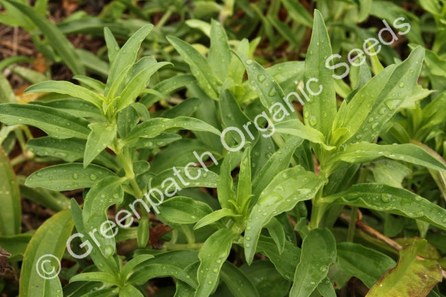 Soapwort Plant