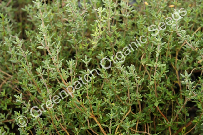 Thyme - Turkey Plant