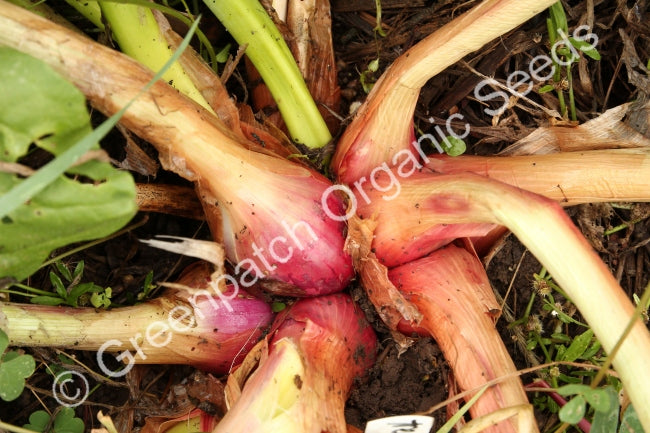 Tree Onion/Egyptian Walking Onion