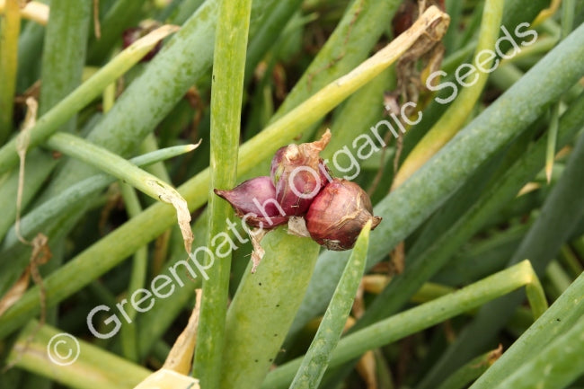 Tree Onion/Egyptian Walking Onion