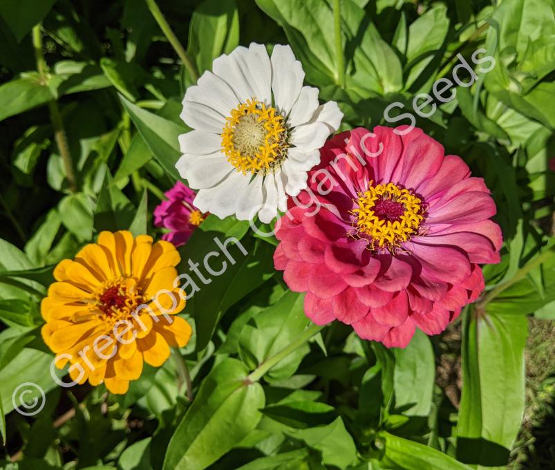 Zinnia Mixed Colours