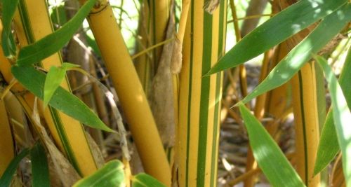 Bamboo & Palms