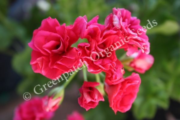 Geranium Ivy - Red Giroflee