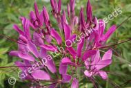 Cleome Mixed Colours