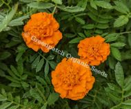Marigold - Dwarf Orange