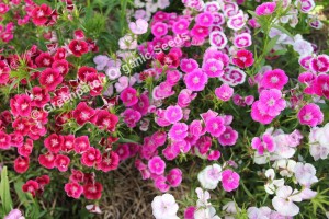 Sweet William - Wee Willie Mixed