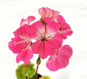Geranium Zonal - Double Pink