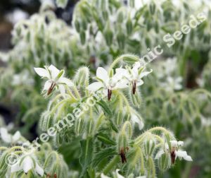 Borage - White Flowered