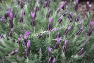 Lavender - Stoechas Plant