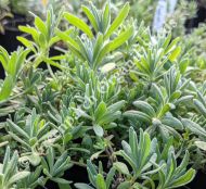 Lavender - Munstead Plant