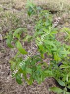 Lime Verbena Plant