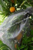 Fruit Fly Exclusion Bags Large 600mm x 500mm