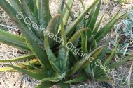 Aloe Barbadensis Plant