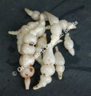 Artichoke Chinese Rhizomes/Plant