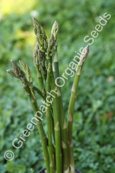 Asparagus - Argenteuil Plant