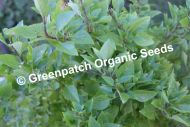 Basil - Greek Perennial Plant