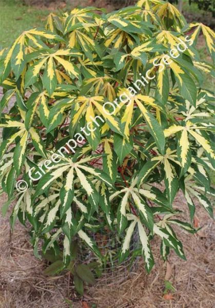 Cassava - Variegated Plant