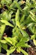 Coriander Perennial - Ngo Gai Plant
