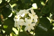 Jasmine - Sambac Plant