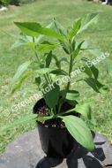 Artichoke Jerusalem Rhizome/Plant