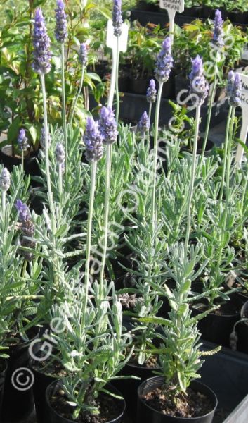Lavender - French Plant