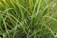 Lemongrass - East Indian Plant