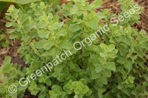 Oregano - Greek Plant