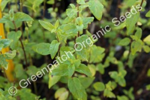 Mint - Peppermint Native Plant