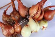 Potato Onion - Brown