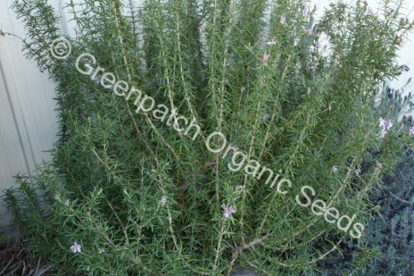 Rosemary - Rosmarinus Lavandulaceus Plant