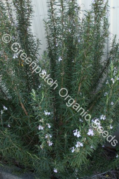 Rosemary - Portuguese Plant