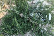 Rosemary - Prostrate Plant