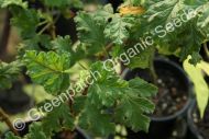 Geranium Scented - Oak Leaf Plant