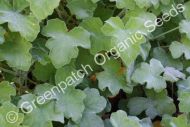 Geranium Scented - Peppermint Plant