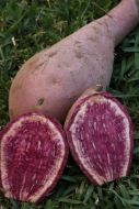 Sweet Potato - Kumara Plant