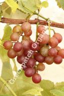 Grape - Golden Muscat Plant