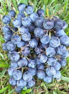 Grape - Chambourcin Plant