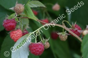 Raspberry - Heritage Plant
