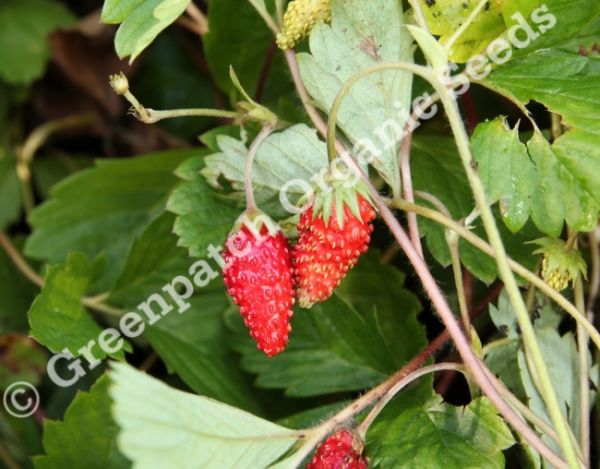 Strawberry - Alpine Alibaba Plants