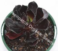 Aeonium arboreum schwarzkopf