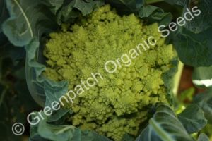 Broccoli - Romanesco