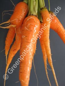Carrot - Western Red