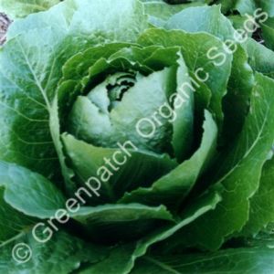 Lettuce - Cos Verdi