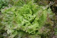 Lettuce - Frilly Pink