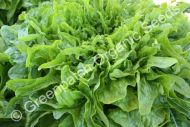 Lettuce - Green Oak
