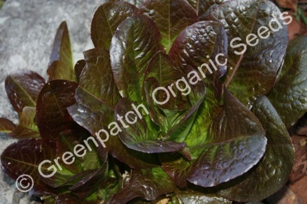Lettuce - Brown Romaine